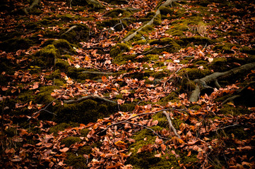 autumn colors in the forest