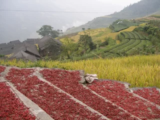 Foto op Canvas red peppers drying on a field in China near yangshuo © jorisvo