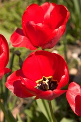 Red Tulips Opening In The Summer Sun