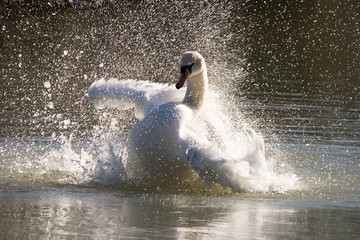 A Mute Swan Cleaning It's Feathers