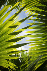 Palmera Abstracta