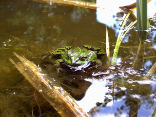 grüner Teichfrosch