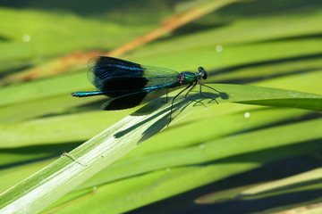 A dragonfly