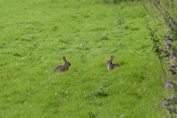 Two Rabbits in field