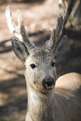 Young roe looking afraidly staing in the autmn meadow