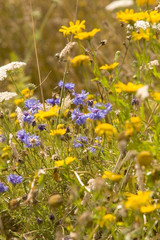 Blue cornflowers and yellow daisies in a meadow