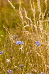 Blue cornflowers in amongst corn stalks