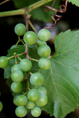 Green Grape
