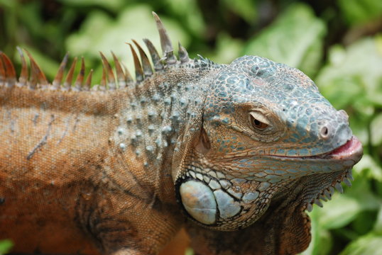 iguane
