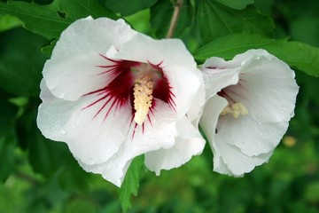 Weisse Hibiskusblüten © Peter Kirschner