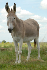 âne dans une prairie © jeanma85