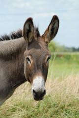 Fototapeta na wymiar Donkey głowy