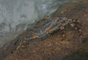 crab on beach