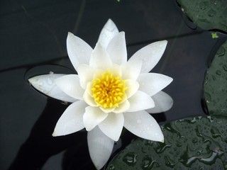 Flower lily