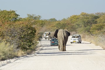 Voitures bloquées pa troupeau d'éléphants