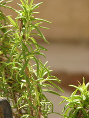 Naklejka premium Mom's rosemary