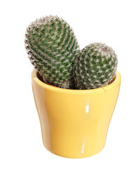 cactus in a small yellow ceramic pot, isotaled over white