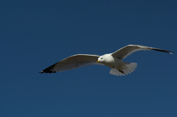 Seagull