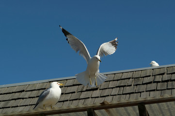 Landing Seagull