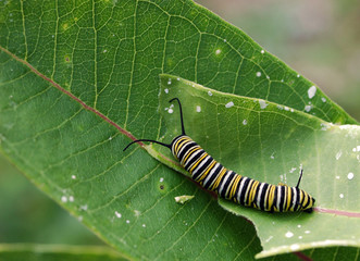 Fototapeta premium Monarch Butterfly Caterpillar