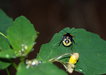 Stink Bug Nymph