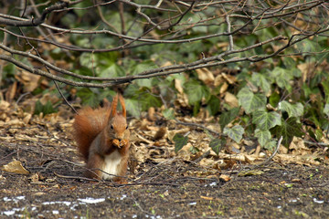 Eichhörnchen © R.-Andreas Klein
