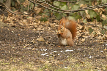Eichhörnchen © R.-Andreas Klein