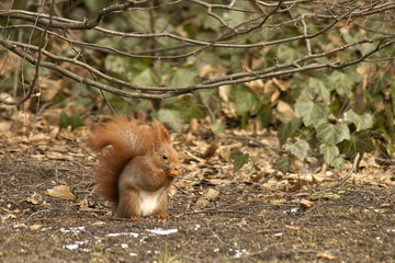 Eichhörnchen © R.-Andreas Klein