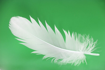 feather close-up