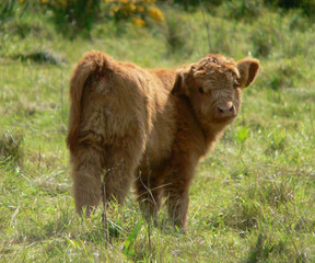 Obraz na płótnie Canvas Highland calf