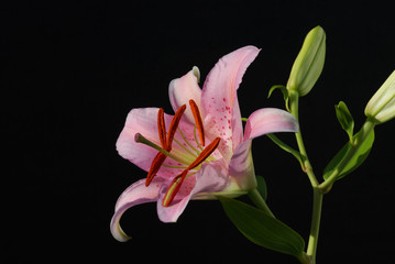 pink oriental lily 
