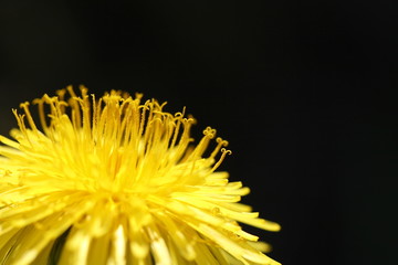 Macro of Yellow Flower in Spring