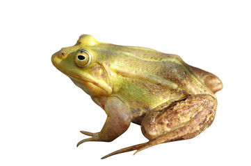 Frog isolated on white