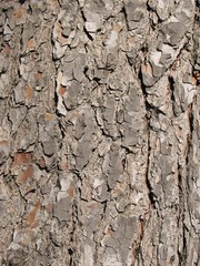 Pine tree bark
