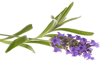 Fototapeta premium lavender