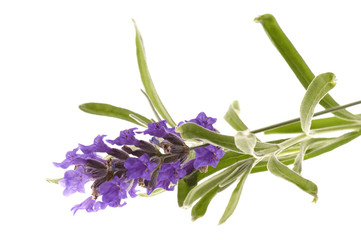 Obraz premium lawenda