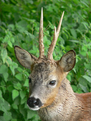 Deer face