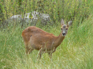Deer