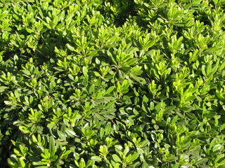 Bushes in the Sun