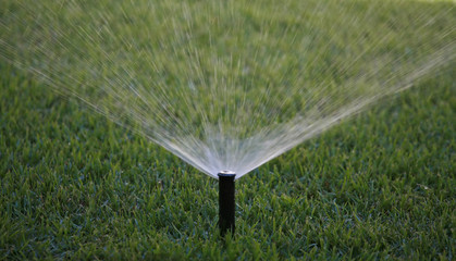 working sprinkler in a green lawn