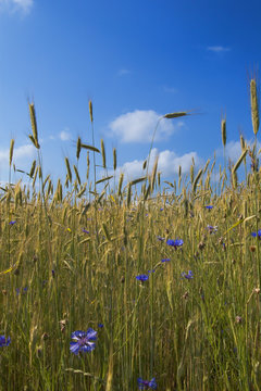 cornflowers on the rye field