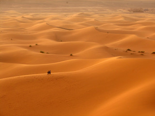 Fototapeta na wymiar Samotność na Saharze