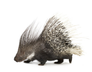 porcupine