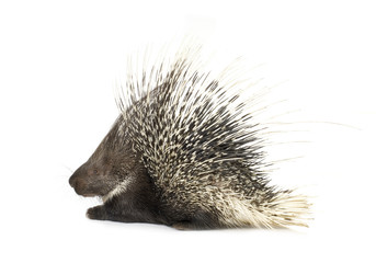 porcupine