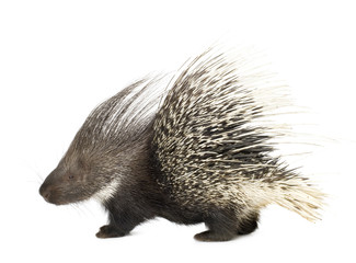 porcupine