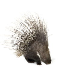 porcupine