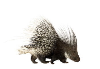 porcupine
