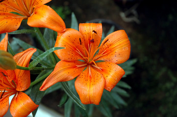 orange flower