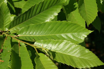 feuilles de chataignier