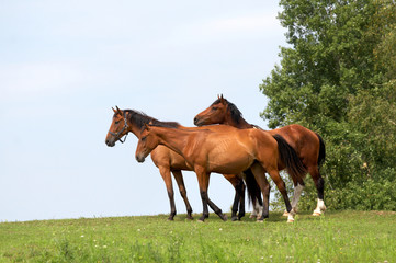 Obraz premium horses on freedom